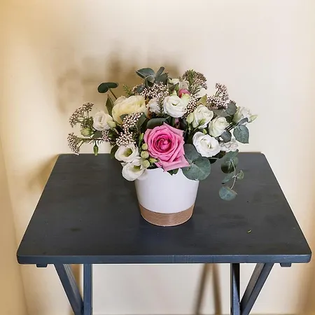 Isophylla Basic * Finale Ligure